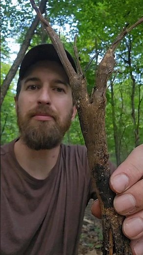 Foraging and cooking burdock root 🌱