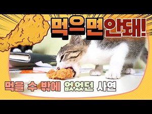 치킨을 몰래 먹을 수 밖에 없었던 불쌍한 고양이 사연
