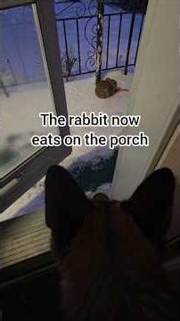 Pal wanted to make sure the rabbit was safe! #mikelalicich #gsd #mybestfriend #liveyourbestlife