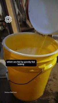 Ever wondered how maple syrup is made? Find out from a professional maple farmer 🍁