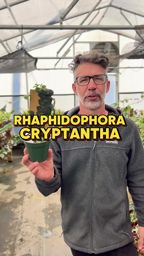 Rhaphidophora cryptantha is a peculiar Rhaphidophora species that shingles. This plant requires something to attach to and climb or it will put out leafless runners until it finds something to attach to! We recommend a wooden plank or moss pole. As this plant climbs higher, the leaves will mature and grow larger. Rhaphidophora cryptantha care: This plant prefers a well draining soil that is rich in organic matter. Allow the soil to dry out almost completely before watering, taking care to not al