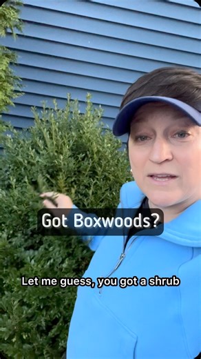 Amy Powers on Instagram: "Late winter early spring is the best time to prune boxwoods. And yes, you can rejuvenate a boxwood shrub by cutting down into the dead zone. As long as there’s lots of sun in that area within about a year that shrub will have lots of new growth on the inside. if your boxwoods are not looking healthy, you need to call an arborist to come evaluate them for a disease. There are treatments for plenty of boxwood diseases and I’ve seen many clients have their boxwoods bounced