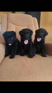 189 reactions · 15 comments | Cachorros de Pastor alemán negro pelo corto www delazurriaga.com Núcleo zoológico ES 470900000045 | Criadero Delazurriaga | Facebook