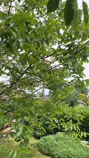 Clafoutis Traditionnel aux Cerises 🍒 Un dessert français classique et de saison que j’ai préparé avec les cerises du jardin : c’est un vrai régal pour les papilles ! 😋 Pour les ingrédients, il vous faut : 110g de farine 200g de lait entier 20g de beurre 4 oeufs 30g de sucre 20g de vergeoise blonde 1 pincée de sel 1 pincée de vanille en poudre (1 gousse c’est encore mieux) #RecetteFacile #DessertFrancais #Clafoutis #FaitMaison #Yummy #gourmandise | Cuisinons En Couleurs