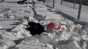 9.8K views · 472 reactions | Practically everyone loves a snow day —...