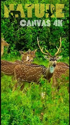 "Deer Sound That'll Shock You! 🦌🔊 #Shorts #Viral #Trending Deer Calls Gone Wild"