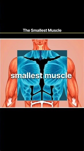 The Smallest Muscle in Your Body is in Your Ear! 😳
