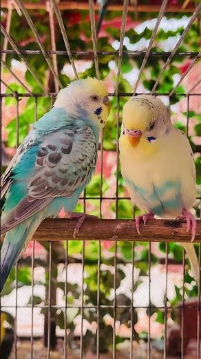 Budgie Best Friends - Mango and Chutney - Singing and Talking Sounds