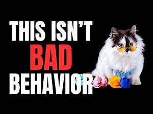The Most Misunderstood Cat Behavior (And What It Really Means)