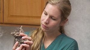 182K views · 821 reactions | This little itty bitty kitty is lucky to be alive, but is in good hands with Dr. Emily. | National Geographic Animals | Facebook