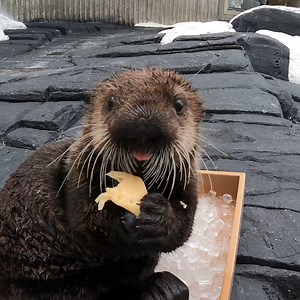 211K views · 10K reactions | You otter meet Lupine and Juniper. They were rescued last year by Alaska SeaLife Center and recently moved into the Wild Arctic habitat. Paws and say hello on your next visit! | SeaWorld San Diego | Facebook