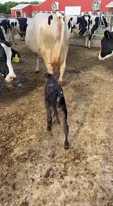 Most people don’t believe farmers when we say that dairy cows don’t make the best mothers. I’m constantly asked for proof (which is all over my TikTok, by the way) but here’s more. Calves, like all newborns, are born with virtually no immune system. For best survival, calves are fed a gallon of high-quality colostrum within two hours of birth. Housing the calves in their own pens allows us to monitor their intake and health. PLUS, do you see the size difference?? Safety of the calf is crucial, e