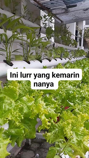 1.9K views · 19 reactions | Hidroponik sistem DFT #mediatanamorganik #LahanPekarangan #berkebun #fypシ゚シ゚ #arangsekang #hidroponikpemula #hidroponikrumahan #hisroponik #hidroponikuntuksemua #hidroponik #aquaponik | Nurul Fauzi | Facebook