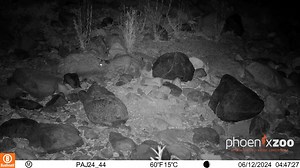 38K views · 576 reactions | Exciting news! The Phoenix Zoo’s Atascosa Complex Wildlife Study recorded a video of a new ocelot in southern Arizona in June. It is the first confirmed ocelot sighting in the Atascosa Highlands region in at least 50 years. Read more about this exciting development here: https://bit.ly/4dGWcwN | Phoenix Zoo | Facebook