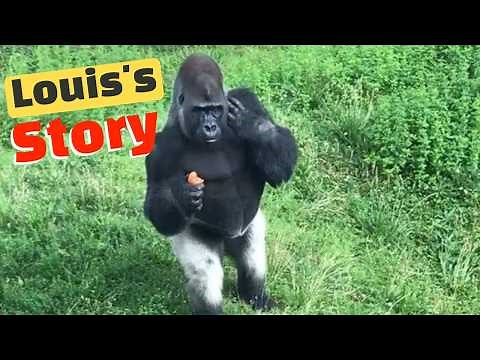 Louis the Upright Walker: A Unique and Charming Gorilla