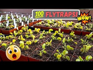I Bought 100 Venus Flytraps 😲 - Repotting & Full Setup