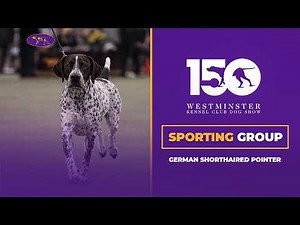 German Shorthaired Pointers | Breed Judging 2026