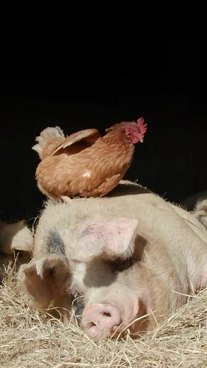 20K views · 2K reactions | Friendships come in all shapes and sizes... and pig friends really give the best ‘piggybacks’  | Animals Australia | Facebook