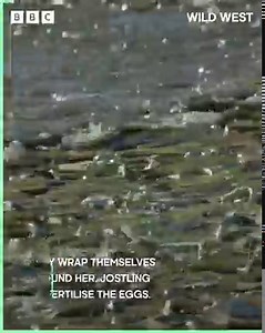 3M views · 27K reactions | Grunion fish are unique in that they lay their eggs on dry land, creating a truly spectacular view. However, this behaviour also catches the attention of predators… | BBC Earth | Facebook