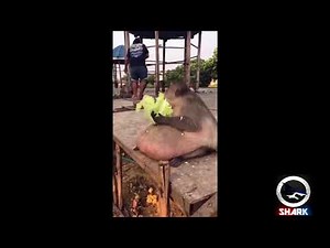 Ghetto Fat Monkey Eats Lettuce (Funny Voiceover)