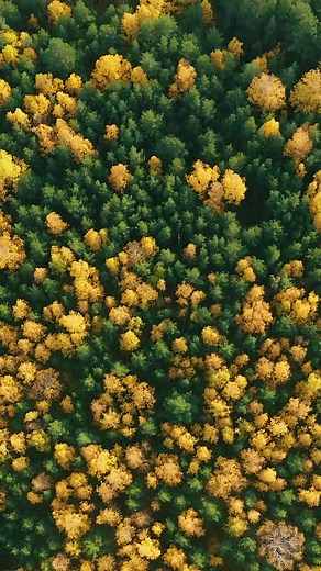 Live & Wallpaper on TikTok