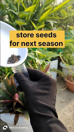 Storing seeds for next year#saving seeds