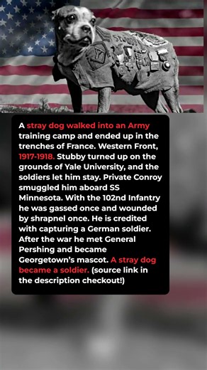 Smuggled Aboard a Ship, This Recruit Had Paws #short #history #ww1