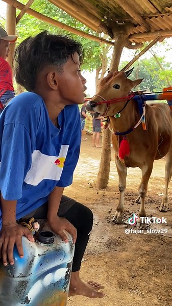 Karapan Sapi Madura: Tradisi dan Hiburan Unik