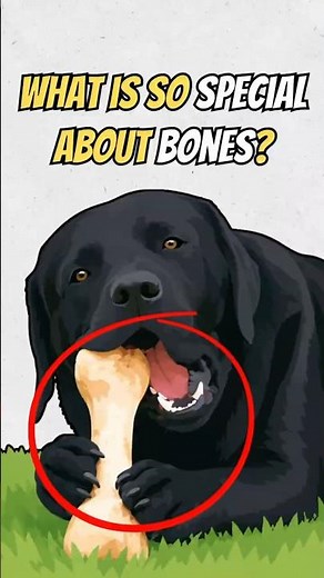 Why do dogs like BONES?