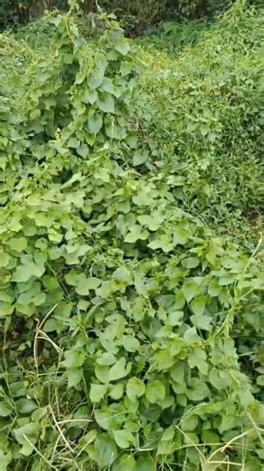 10K views · 167 reactions | দুই দিকে রাস্তার সাথে লাগানো জমি বিক্রি...