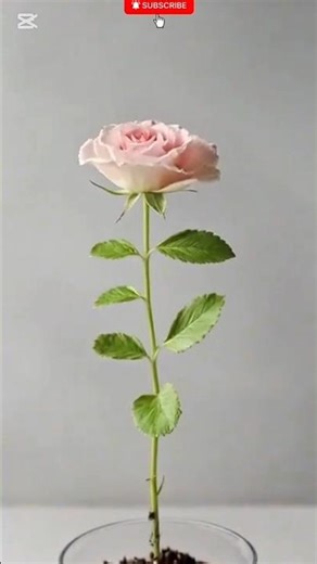How a Dwarf Rose Grows from Seed to Bloom in a Transparent Pot | Amazing Timelapse