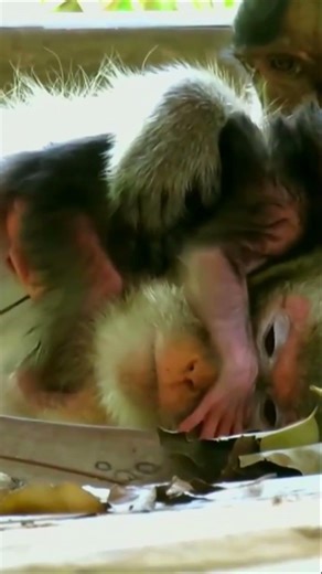 Lovely newborn hugs mom and acts very playful – Wildlife all over the world