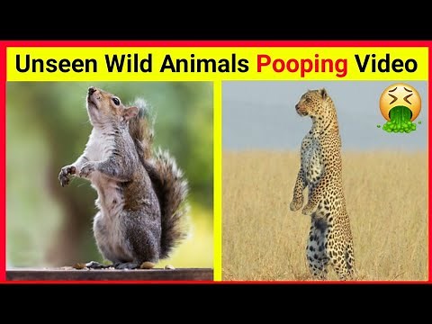Wild animals pooping compilation 4 | Animals pooping | #facts
