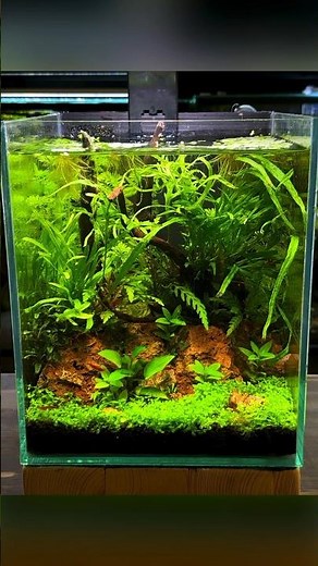 Building a Nano Cherry Shrimp Aquarium!🦐