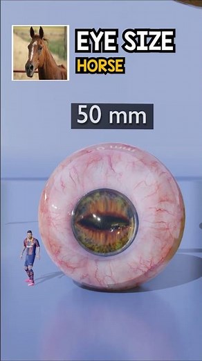 From Tiny to Giant: Animal Eye Sizes Ranked!