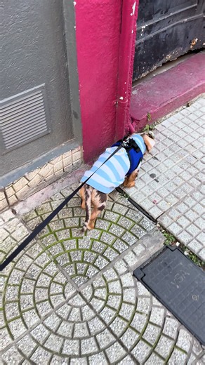 Salchichas y perritos teckel: guía rápida y adorables momentos