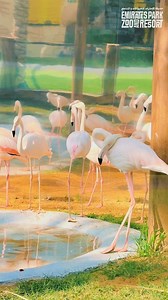 8.8K reactions · 133 shares | Winter time? Let’s go to the zoo! ❄️ Enjoy the perfect weather at Emirates Park Zoo and Resort and create unforgettable memories with your loved ones. From up-close animal encounters to fun activities and cozy winter vibes, it’s the ultimate outdoor adventure this season. Don’t wait—plan your visit today and make this winter truly wild! 女✨ #WinterTime #ZooAdventures #EmiratesParkZoo #WhereMemoriesAreMade | Emirates Park Zoo & Resort | Facebook