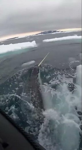 범고래 vs 외뿔고래(일각돌고래) (북극 해빙) [Orca vs. Narwhal (Arctic Ice Edge)]