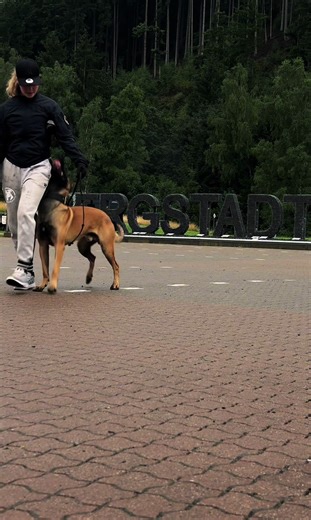 MS.Dogtraining Obedience 🤍 10 month old malinois #k9 #malinois #ausbilder #workingdogs #hundeschule #protection