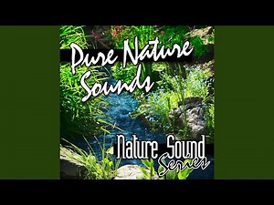 Typical Frog Ribbet Croak Sound Effect