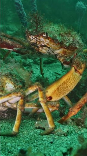 Spider Crab - "mating grasp"