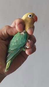 Project AQUA Dilute OPA AQUA B1/DILUTE FREE PB OPA DILUTE maglalabas ng Aqua b1 and b2 💯🦜❤️ #hobbynidaddy #africanlovebirds #aquadilute | HOBBY NI DADDY