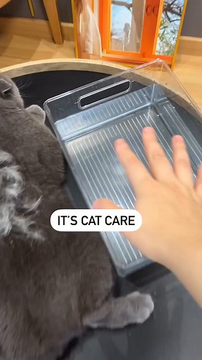 Experience Purr-fect Grooming With Our Steamy Cat Brush!. Find the product link in the comments! | Happy Cats