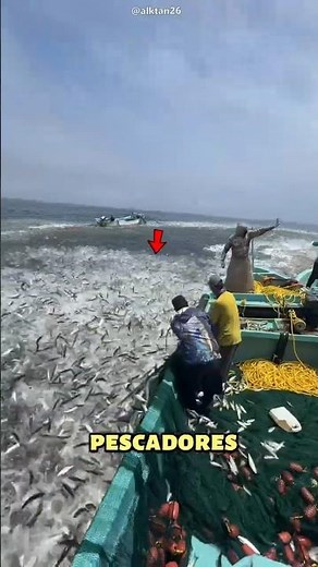 How do fishermen catch millions of fish? 😲