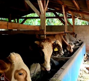 28K views · 525 reactions | Pak Pur: 2 Tahun Ternak Sapi, beli Sawah, Ladang Cukup Jual Pedet Saja #tersapi #sapisuper #kandangsapi #breedingsapi #farmsapi #bossapi #sapilimosin #sapisimental #sapibali #animals #viva #viral | HEWAN N2TV | Facebook
