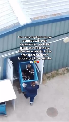 Vegan Friendly UK | 🇬🇧 These puppies were born and bred in the UK—but not for families or homes. They’re part of a hidden industry, where dogs are raised in... | Instagram