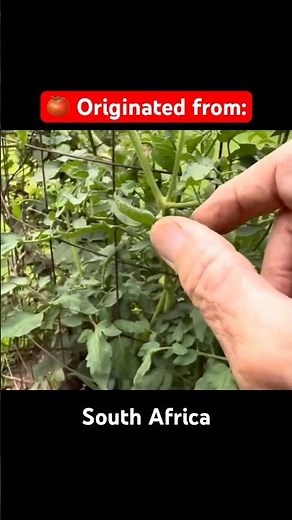 Tomatoes Like SHADE?! Pawpaw Sammy Explains 🌱