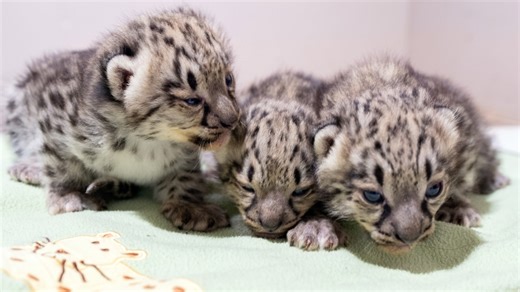 Snow leopard cubs at Woodland Park Zoo open their eyes for the first time