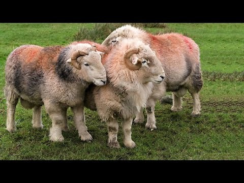 Herdwick Sheep | The Rainbow Sheep
