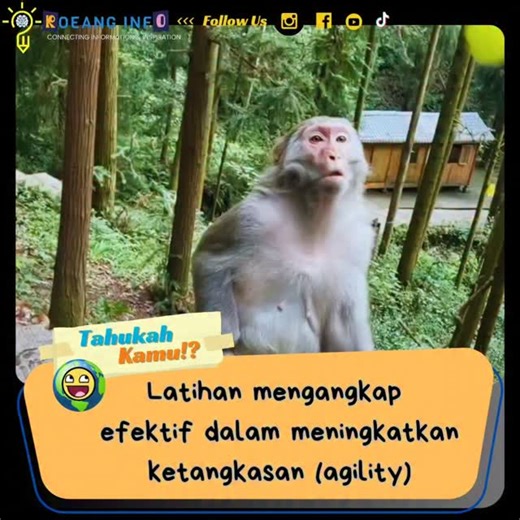 Roeang Infoku on Instagram: "Latihan menangkap merupakan salah satu bentuk latihan koordinatif yang efektif dalam meningkatkan ketangkasan (agility). Ketangkasan didefinisikan sebagai kemampuan individu untuk mengubah arah dan posisi tubuh secara cepat dan tepat dengan tetap mempertahankan keseimbangan dan kontrol gerak. Dalam konteks ini, latihan menangkap melibatkan integrasi antara sistem sensorik, neuromuskular, dan kognitif, sehingga memberikan stimulus yang komprehensif terhadap komponen-k